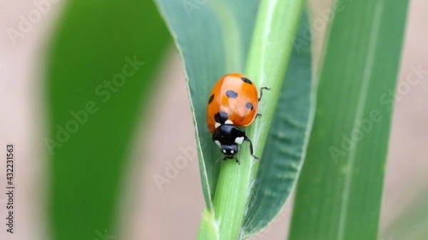 Obraz A ladybird on a green leaf