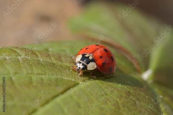 Obraz A ladybird on a leaf