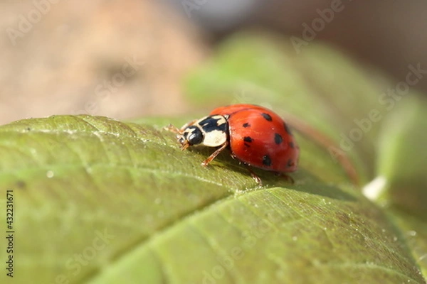 Obraz A ladybird on a leaf