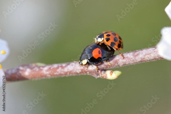 Obraz Two ladybirds on a twig