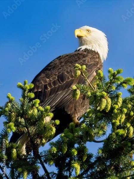 Obraz bald Eagle perched on the tree top against blue sky
