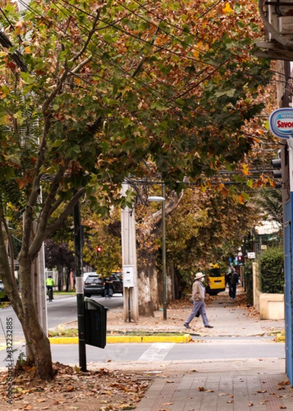 Obraz walking in the park