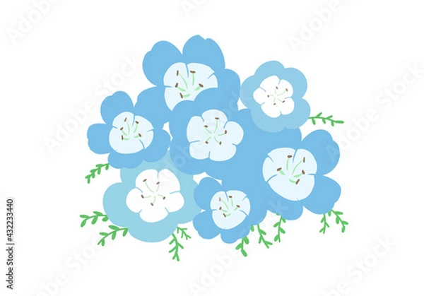 Fototapeta ネモフィラ　群生