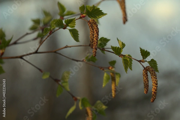 Obraz Kwitnąca brzoza w zagajniku