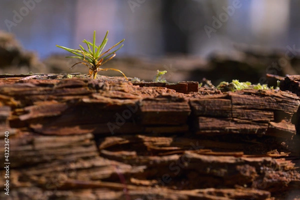 Obraz Siewka sosny na starym spróchniałym pniu