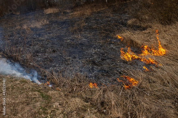 Fototapeta a strong forest fire breaks out in windy weather due to human fault, flames destroy dry grass on the edge of the forest and fields in early spring, call the fire brigade to extinguish the fire