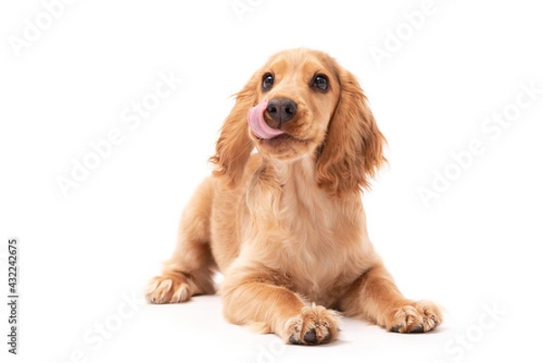 Obraz A golden cocker spaniel puppy licking his lip while isolated on a white background