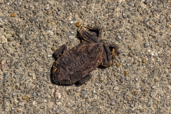 Fototapeta Dried squashed dead frog on the ground