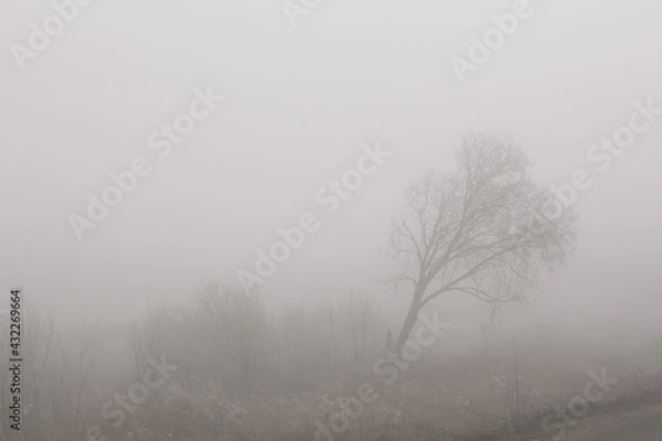 Fototapeta Birch and a small Christmas tree in a foggy field.