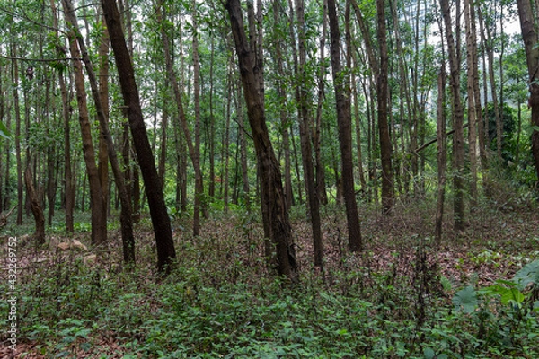 Fototapeta thin tree trunks in the forest