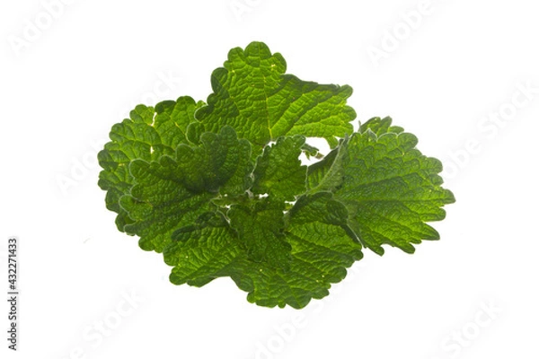 Obraz mint isolated on white background