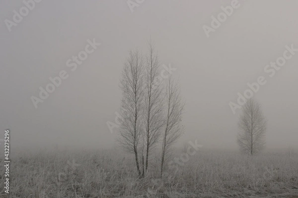 Fototapeta Birch and a small Christmas tree in a foggy field.