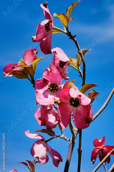 Obraz Deren blooming Cherokee Sunset Cornus florida 