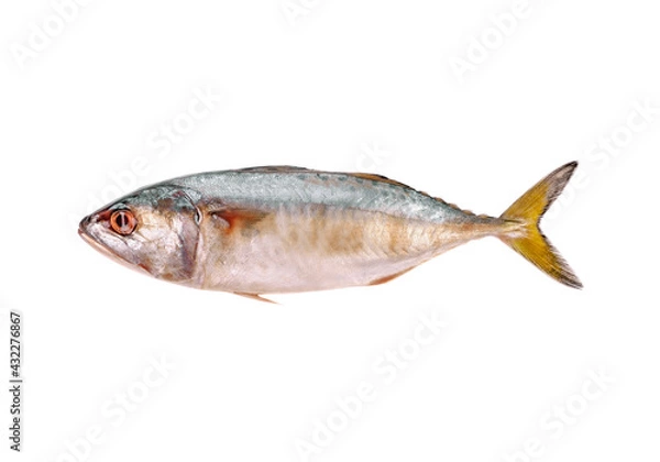 Obraz mackerel fish isolated on the white background
