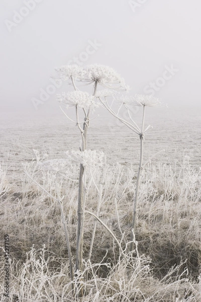 Fototapeta Old dried hogweed, against the background of a blurred field.