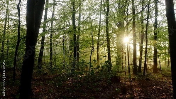 Obraz Haard Shinrin Yoku