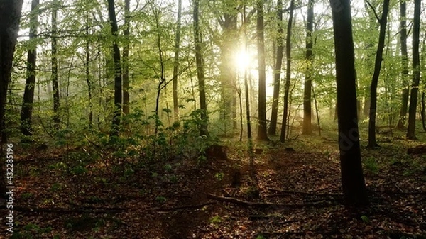 Obraz Haard Shinrin Yoku