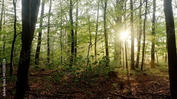 Obraz Haard Shinrin Yoku