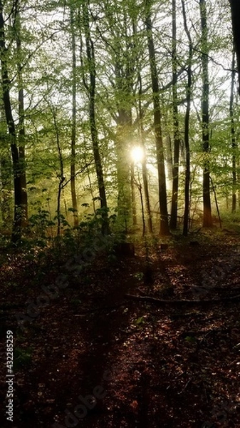 Obraz Haard Shinrin Yoku