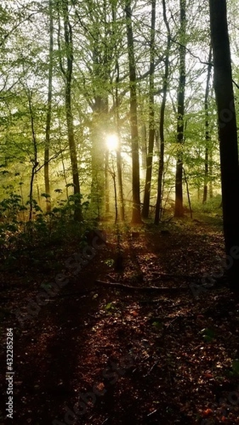 Obraz Haard Shinrin Yoku