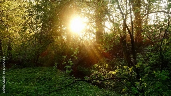 Obraz Haard Shinrin Yoku