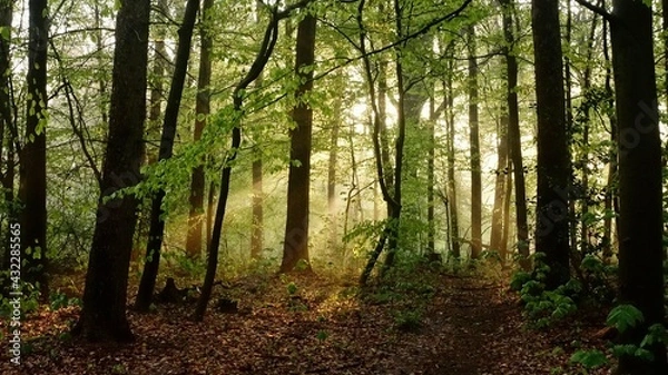 Obraz Haard Shinrin Yoku