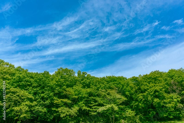 Fototapeta 新緑の里山と青空　狭山丘陵　日本の原風景