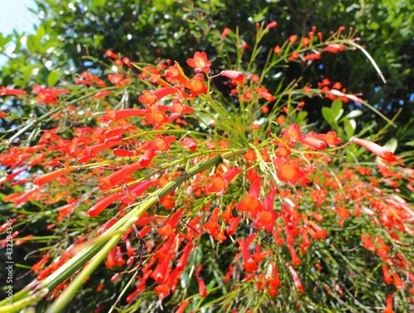 Obraz 赤い可愛い花みつけた！ルッセリア。