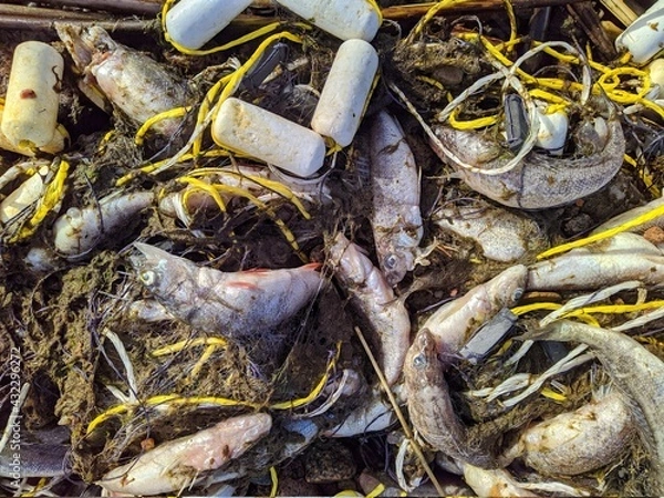 Obraz dead and rotten fish in a fishing net by the sea