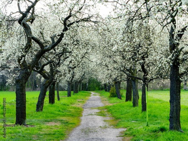 Obraz Allee mit Pflaumenbäumen (weg mittig)
