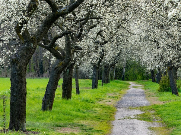 Obraz Allee mit Pflaumenbäumen (Weg seitlich)
