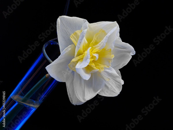 Obraz Blüte einer gefüllten Narzisse