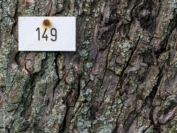 Fototapeta Baum mit der Nummer 149