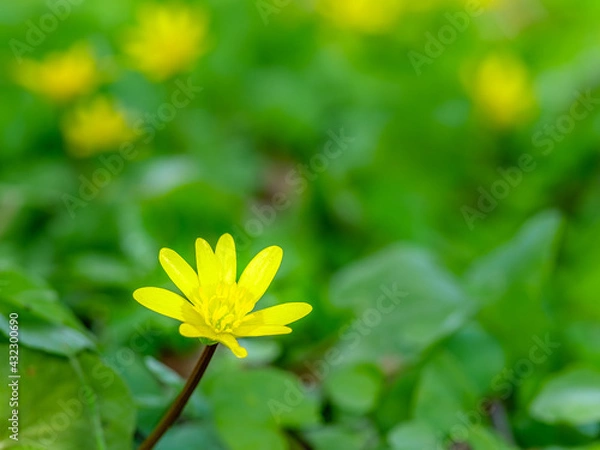 Fototapeta Schabockskraut