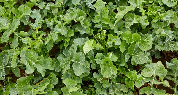 Fototapeta Crop field against the blue spring sky.