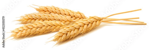 Fototapeta Wheat ears isolated on white background. Package design element with clipping path