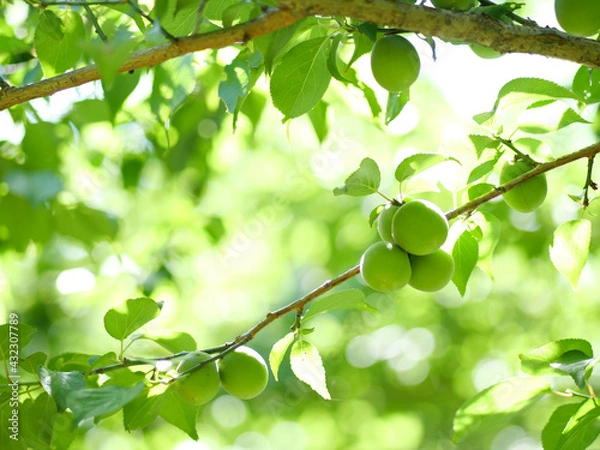 Fototapeta 新緑と梅の実