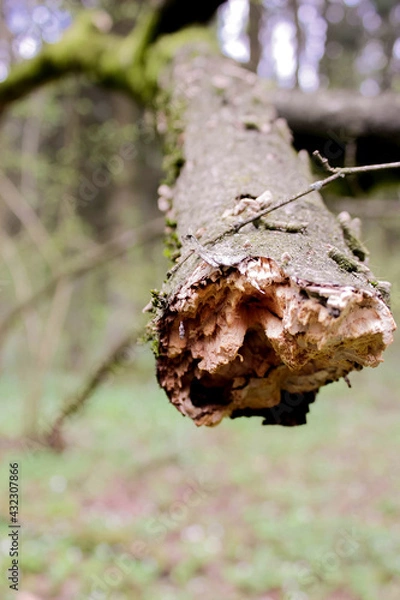 Fototapeta large tree trunk broken after hurricane storm