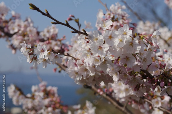 Obraz 満開の桜のアップ