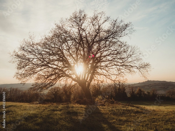 Fototapeta OLYMPUS DIGITAL CAMERA
