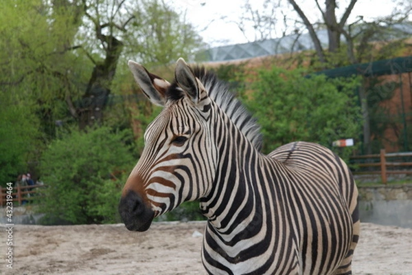Obraz zebra in zoo