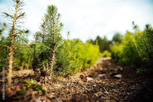 Fototapeta nursery of fir trees. small coniferous evergreen trees grow on beds planted by people. reforestation works. young shoots of pines and firs