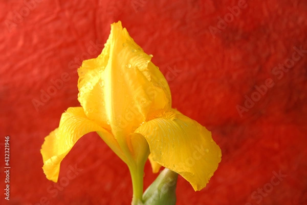 Obraz yellow iris flower