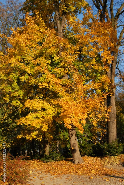 Obraz autumn tree
