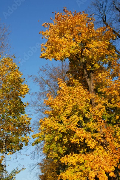Fototapeta autumn tree