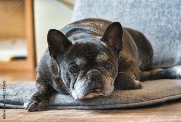 Obraz 黒いフレンチブルドック