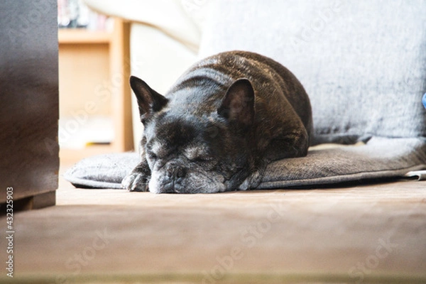 Obraz 黒いフレンチブルドック