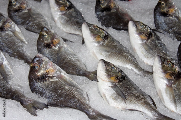Obraz Fresh fish on ice