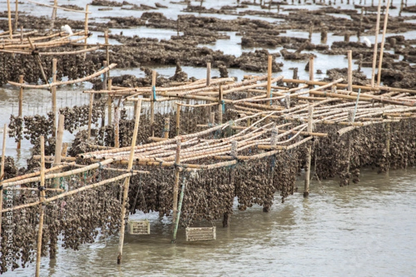 Obraz Oyster farming.