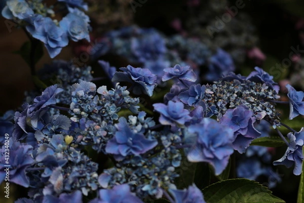 Fototapeta 青いアジサイ
